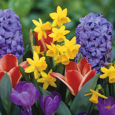 Springtime Florist Choice Peak Time