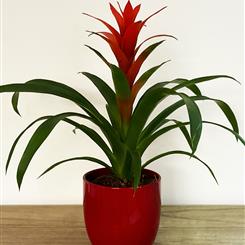 Guzmania