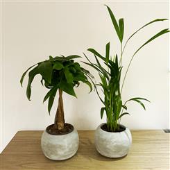 Jungle Duo