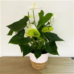 Anthurium &#39;white champion&#39; (large)