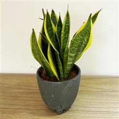 Variegated Snake Plant