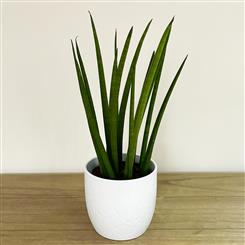 Cylindrical Snake Plant