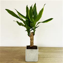 Dracena Dragon Tree