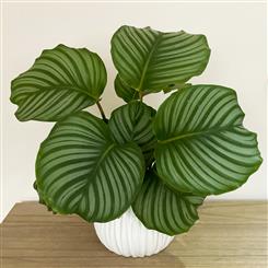 Calathea Orbifolia