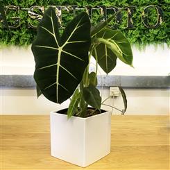 Alocasia Frydek