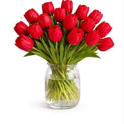 Tulips Original love